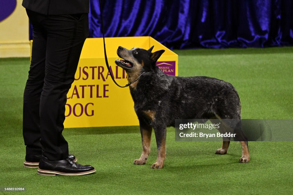 147th Annual Westminster Kennel Club Dog Show Presented by Purina Pro Plan