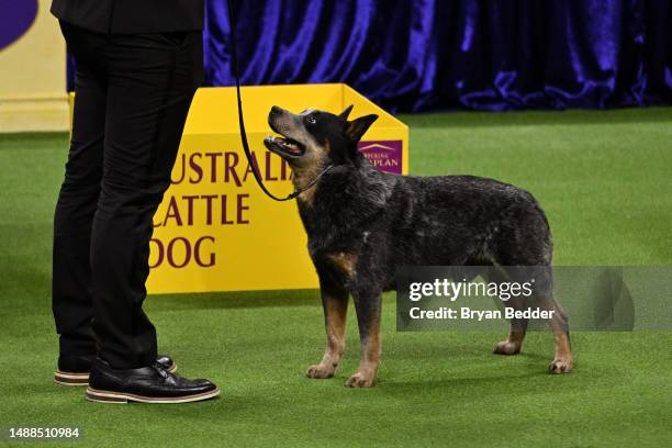 Cattle Dog competes in the 147th Annual Westminster Kennel Club Dog Show Presented by Purina Pro Plan at Arthur Ashe Stadium on May 08, 2023 in New...