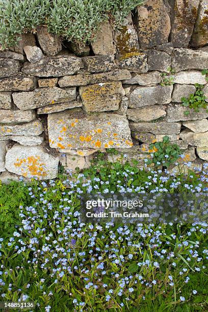 Forget-Me-Not, Myosotis arvensis, wildflowers and bluebells by drystone wall in springtime in Swinbrook in the Cotswolds, UK