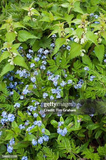 Forget-Me-Not, Myosotis arvensis, and dead nettles, Lamium maculatum, spring wildflowers in the Cotswolds, Oxfordshire, UK
