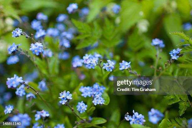 Forget-Me-Not, Myosotis arvensis, spring wildflowers in the Cotswolds, Oxfordshire, UK