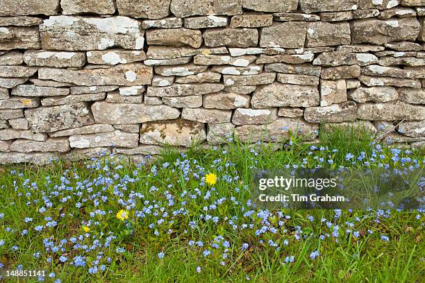 Forget-Me-Not, Myosotis arvensis, wildflowers and dandelions by drystone wall in springtime in Swinbrook in the Cotswolds, UK