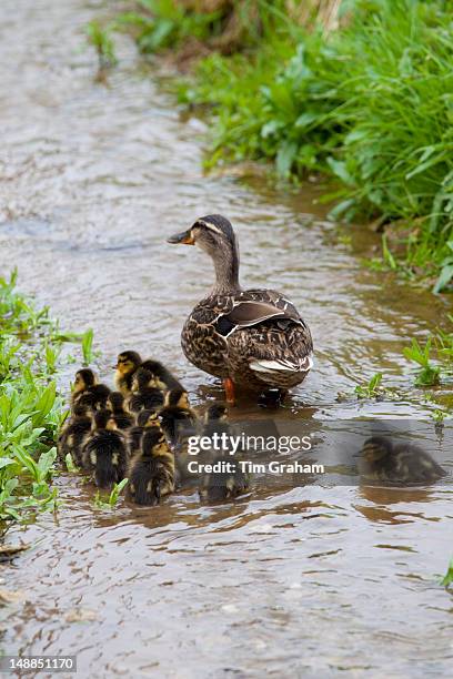 Female mallard duck with 14 newly hatched ducklings, Anas platyrhynchos, on a stream in springtime at Swinbrook, the Cotswolds, UK