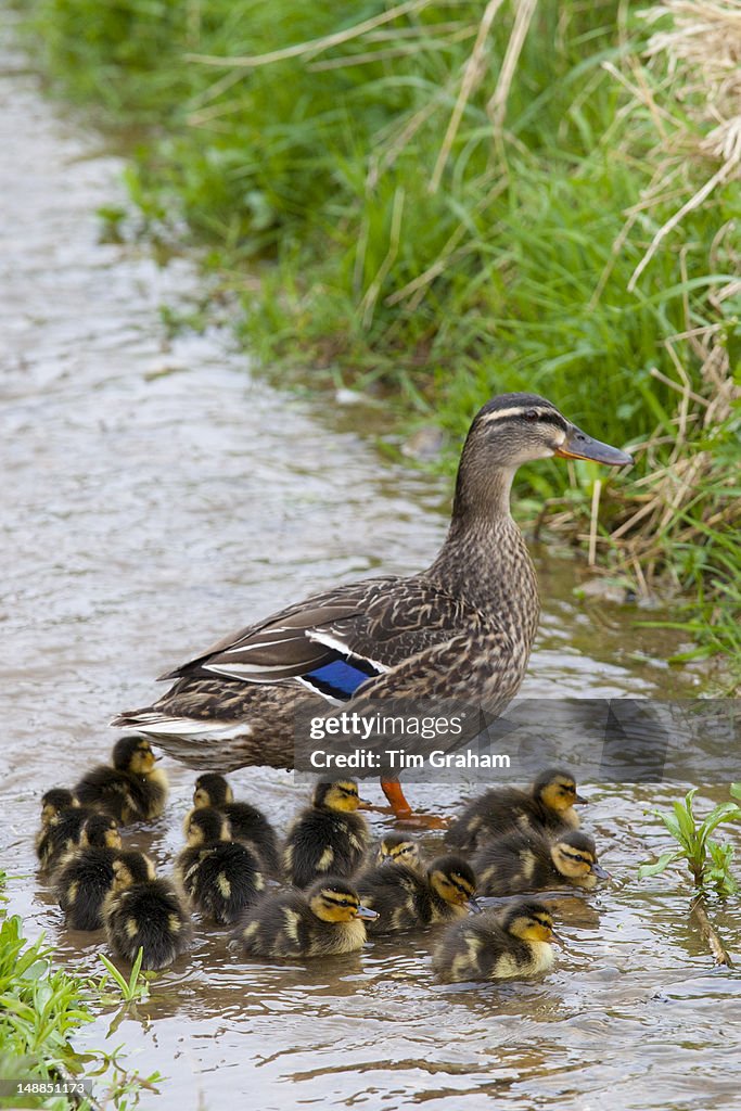Mallard Duck & Ducklings in The Cotswolds, UK