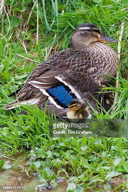 Female mallard duck with 14 newly hatched ducklings, Anas platyrhynchos, with some under her feathers for warmth by a stream in Swinbrook, the...