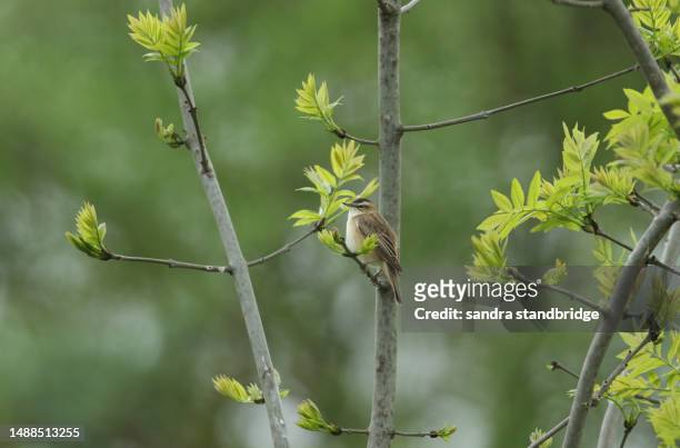 a sedge warbler, acrocephalus schoenobaenus, perching on a branch of a tree in springtime. - cyperaceae stock pictures, royalty-free photos & images