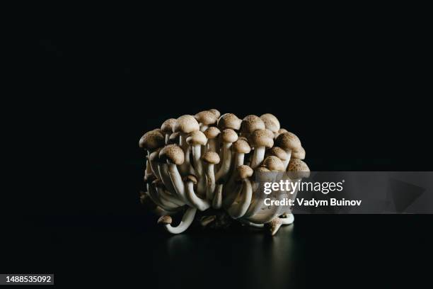 shimeji mushrooms with brown caps on a black background - shimeji pilz stock-fotos und bilder