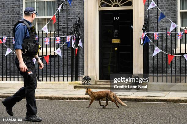 An urban fox walks past the front door of number 10, ahead of the weekly Cabinet meeting at Downing Street on May 09, 2023 in London, England. The...