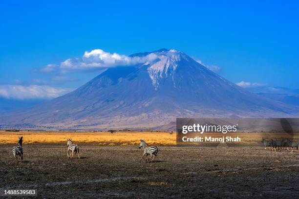 zebras grazing - ol doinyo lengai stock pictures, royalty-free photos & images