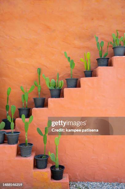 cactus pot on step of staircase with orange wall background - terracottaleger stockfoto's en -beelden