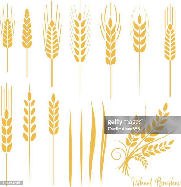wheat brushes - whole wheat stock illustrations