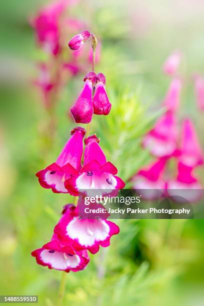 the vibrant pink summer flowers of penstemon 'pensham czar' (pensham series) in the hazy sunshine - penstemon stock pictures, royalty-free photos & images