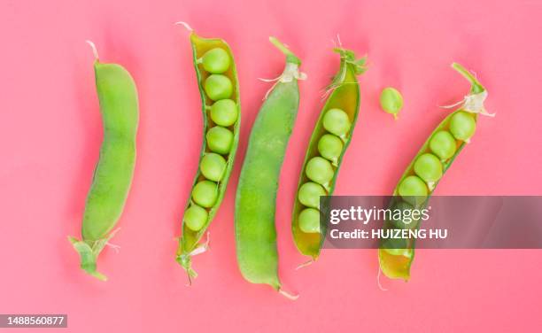 sweet green peas (beans) with green leaves on pink background - seed head stock pictures, royalty-free photos & images