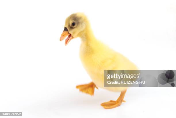 gosling on white background - duckling stock pictures, royalty-free photos & images