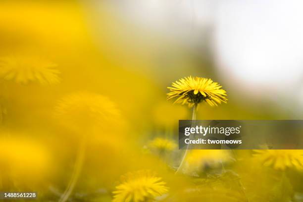 one yellow dandelion flower soft-focus background. - softfocus stock pictures, royalty-free photos & images