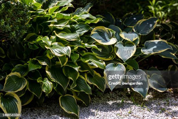 close up of hosta giboshi leaf sprouts - hosta stock pictures, royalty-free photos & images