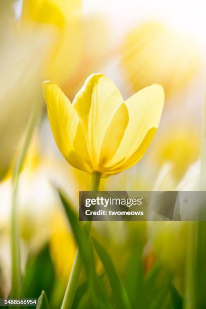 one stalk of yellow tulip in the grass, against a soft-focus yellow background. - softfocus stock pictures, royalty-free photos & images