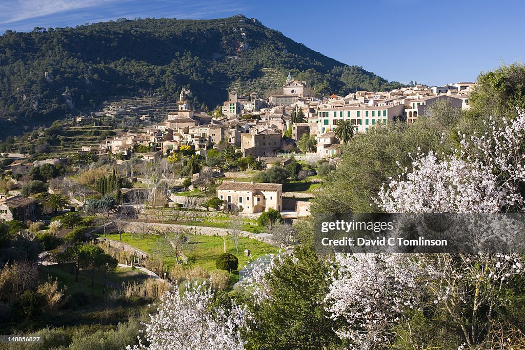 Village of Valldemossa,  with almond trees (Prunus dulcis) in bloom in foreground.