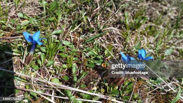 wild flower, blue gentian - bluefootage fotografías e imágenes de stock