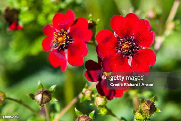 himalayan cinquefoil in bhyundar valley. - valley of flowers uttarakhand foto e immagini stock