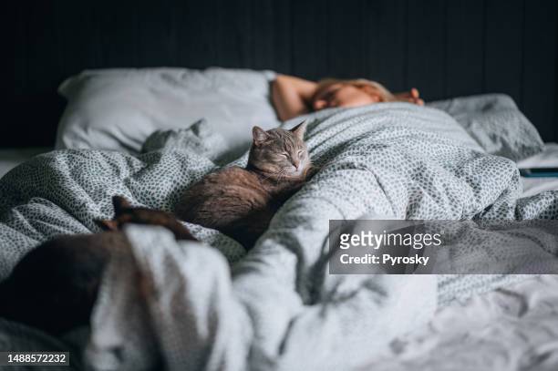 frau und ihre beiden katzen entspannen sich zusammen zu hause - tired cat stock-fotos und bilder
