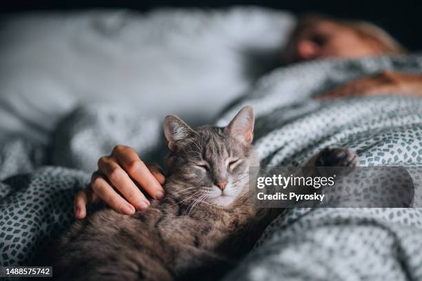 cute gray cat enjoys cuddling - cats on the bed stock pictures, royalty-free photos & images