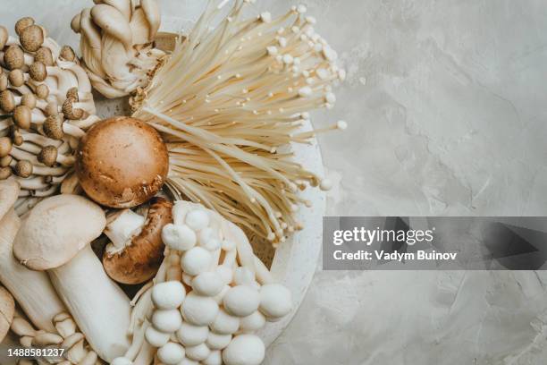 various fresh edible mushrooms on gray background with copyspace - shimeji pilz stock-fotos und bilder