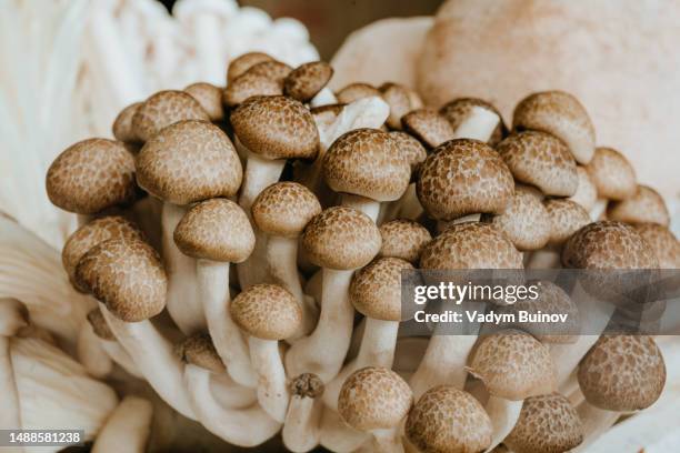 close-up of shimeji fresh edible mushrooms near various mushrooms - shimeji pilz stock-fotos und bilder