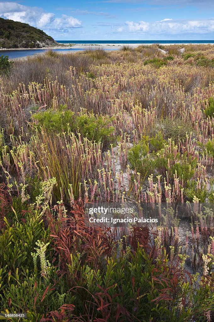 Coastal vegetation.