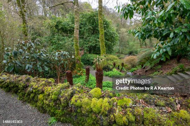 plas cadnant hidden gardens, menai bridge, anglesey, wales - tree fern stock pictures, royalty-free photos & images