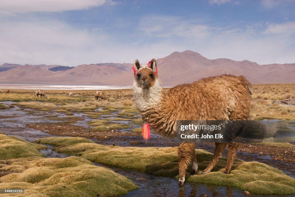 Grazing llamas.