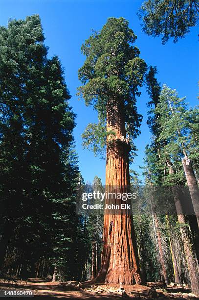 mckinley tree on the congress trail - sequoia national park, california - sequoia national park 個照片及圖片檔