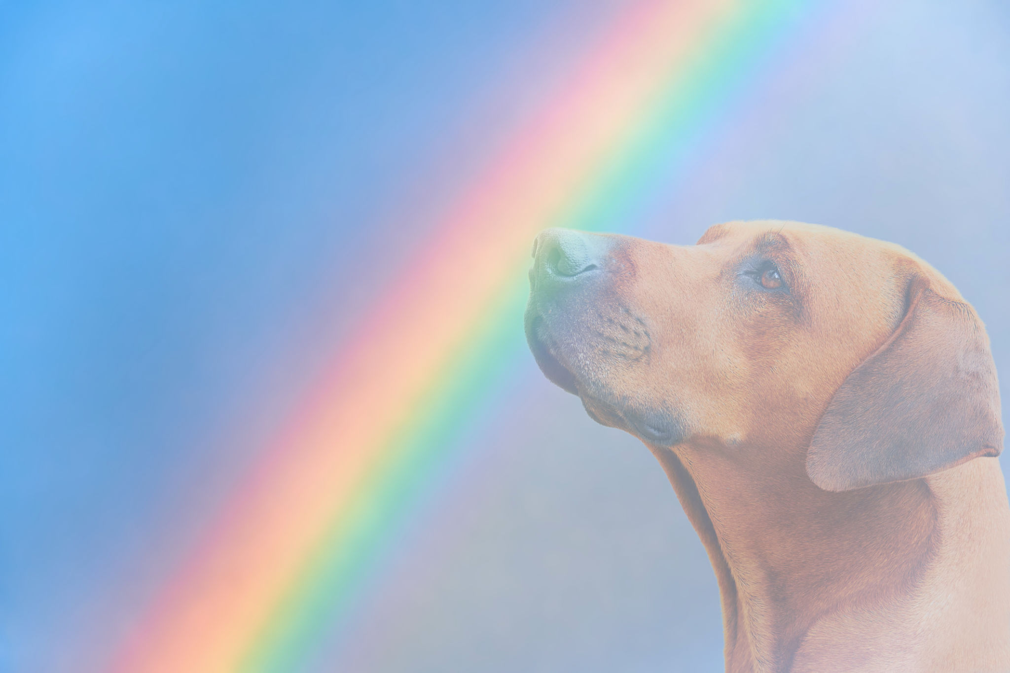pet memorial service