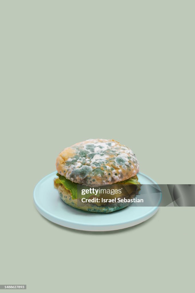 Rotten hamburger with green mold on a plate on green background, space for text on top.