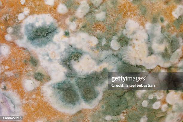 high quality texture of a moldy bread. - moldy bread stock pictures, royalty-free photos & images