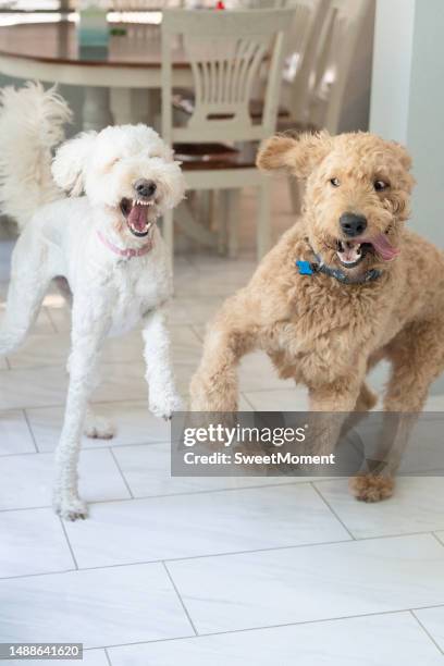 dog playdate