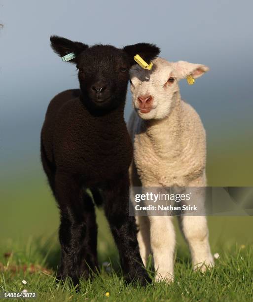 Baby lambs look on in a field on May 09, 2023 in Biddulph, England.