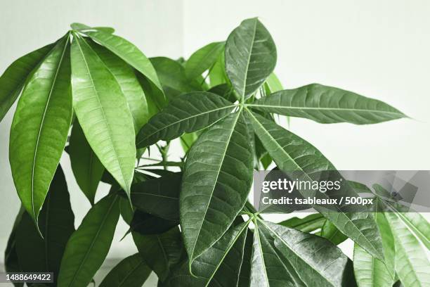 close-up of green leaves against white background,france - glückskastanie stock-fotos und bilder