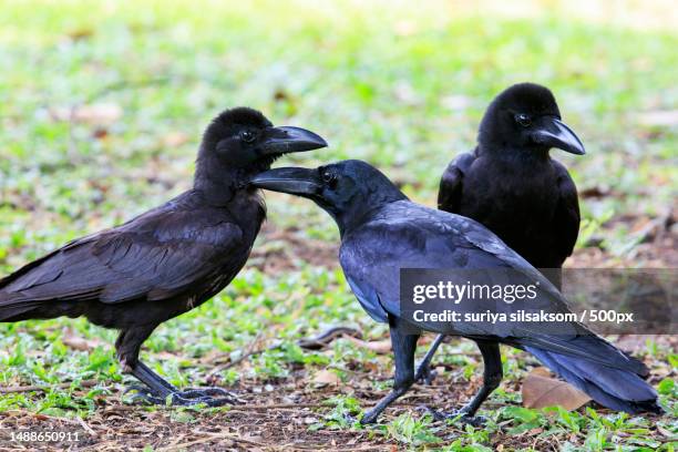 group black raven crow bird standing on ground,bangkok,thailand - dead raven stock-fotos und bilder