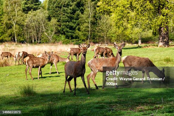 red deer on a sunny day,richmond,united kingdom,uk - wayne gerard trotman fotografías e imágenes de stock