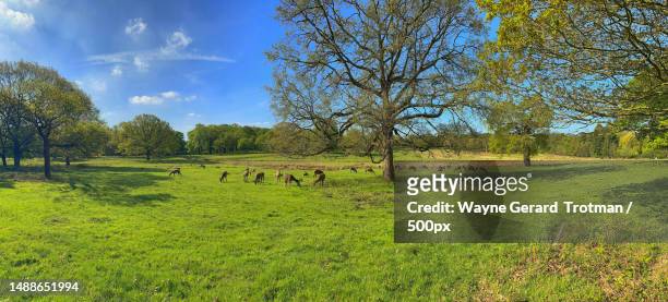 red deer on a sunny day,richmond,united kingdom,uk - wayne gerard trotman stockfoto's en -beelden