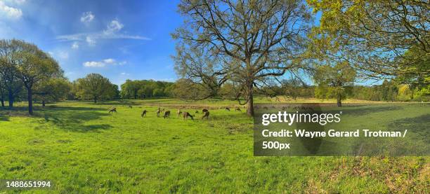 red deer on a sunny day,richmond,united kingdom,uk - wayne stock pictures, royalty-free photos & images