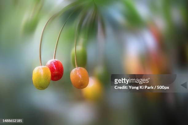 close-up of fruits hanging on tree,daejeon,south korea - daejeon stock pictures, royalty-free photos & images