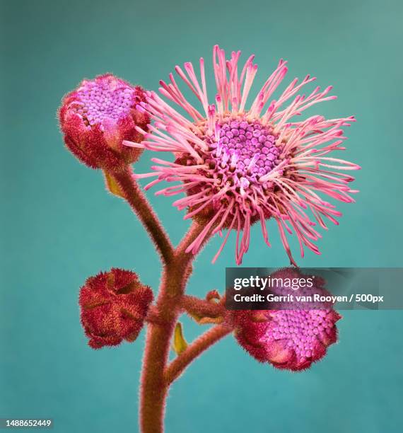 close-up of pink flower - thistle stockfoto's en -beelden