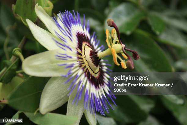 close-up of purple flower,netherlands - passion flowers stock pictures, royalty-free photos & images