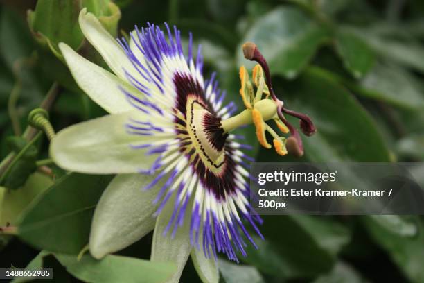 close-up of purple flower,netherlands - passion flower stock pictures, royalty-free photos & images