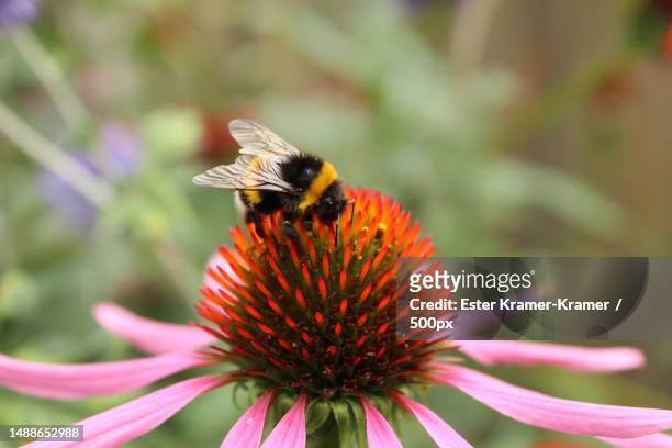 close-up of bee pollinating on flower,netherlands - symbiotic relationship fotografías e imágenes de stock