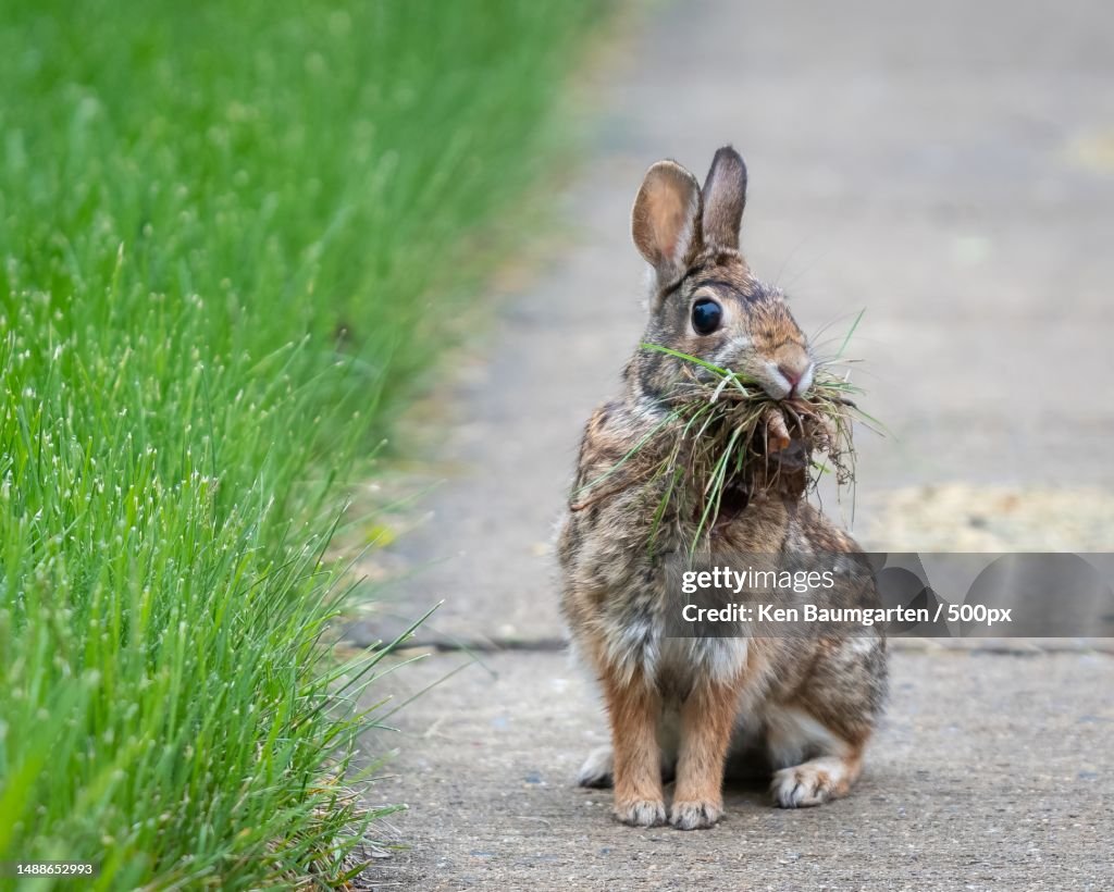 Close-up of cottontail on footpath,United States,USA