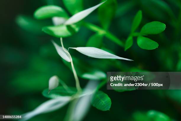 close-up of green leaves,spain - oat ear stock pictures, royalty-free photos & images