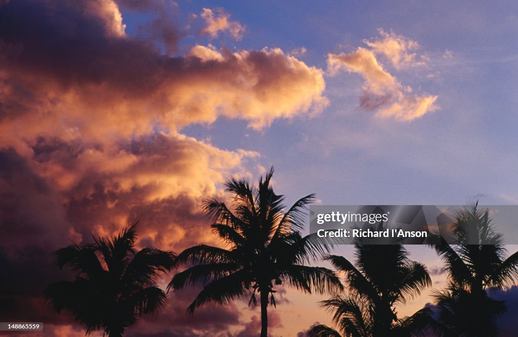 Palm trees behind Maho Beach silhouetted at sunset.